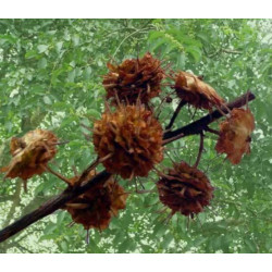 ANOGEISSUS LATIFOLIA Anogeissus latifolia