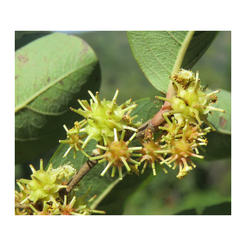ANOGEISSUS LATIFOLIA Anogeissus latifolia
