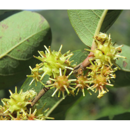 ANOGEISSUS LATIFOLIA Anogeissus latifolia