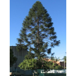 ARAUKARIA BIDWILLA Araucaria bidwillii