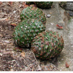 ARAUKARIA BIDWILLA Araucaria bidwillii