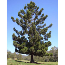 ARAUKARIA CUNNINGAMII Araucaria cunninghamii