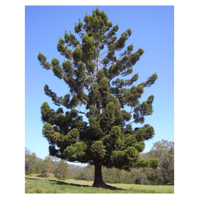 ARAUKARIA CUNNINGAMII Araucaria cunninghamii