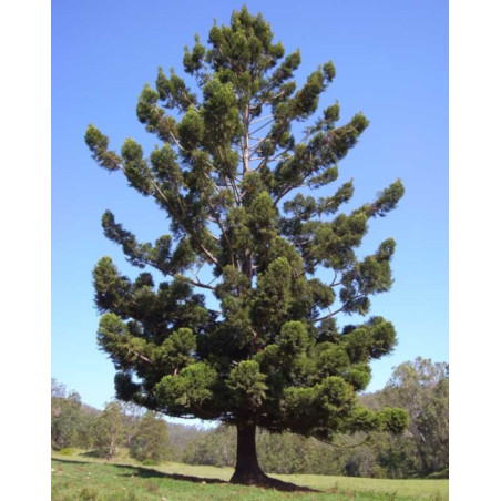 ARAUKARIA CUNNINGAMII Araucaria cunninghamii