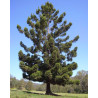 ARAUKARIA CUNNINGAMII Araucaria cunninghamii