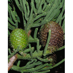 ARAUKARIA CUNNINGAMII Araucaria cunninghamii