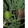 ARAUKARIA CUNNINGAMII Araucaria cunninghamii