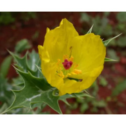 ARGEMON MEKSYKAŃSKI Argemone mexicana