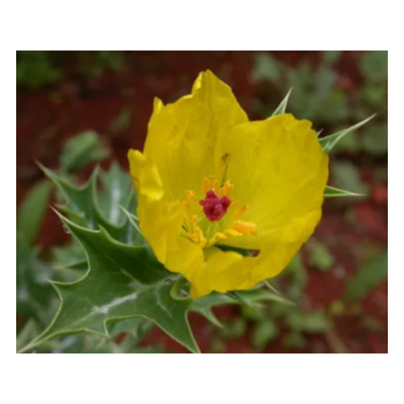 ARGEMON MEKSYKAŃSKI Argemone mexicana