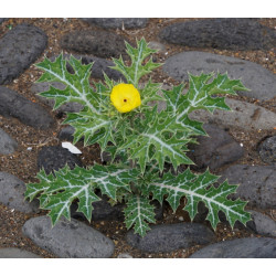 ARGEMON MEKSYKAŃSKI Argemone mexicana