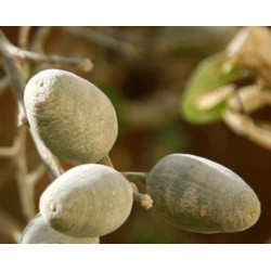 BALANITES ROXBURGHII Balanites roxburghii