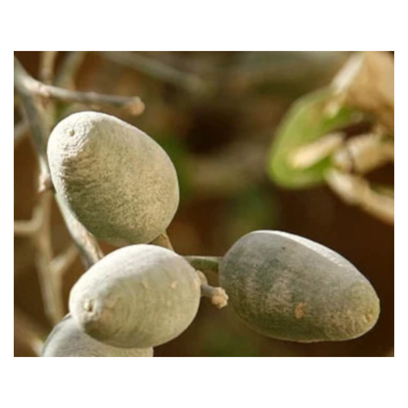 BALANITES ROXBURGHII Balanites roxburghii