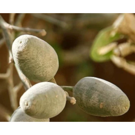 BALANITES ROXBURGHII Balanites roxburghii