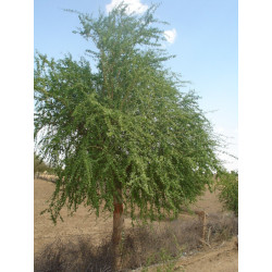 BALANITES ROXBURGHII Balanites roxburghii