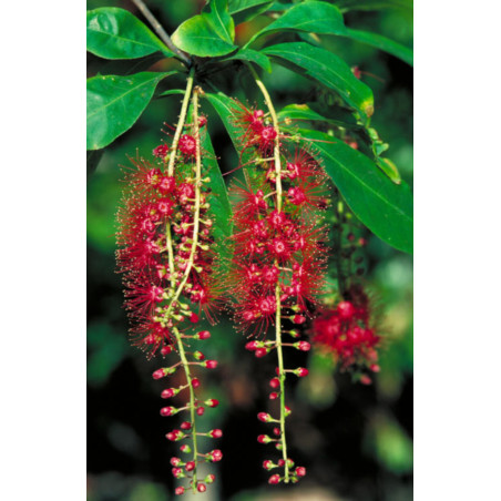 BARINGTONIA ACUTANGULA Baringtonia acutangula