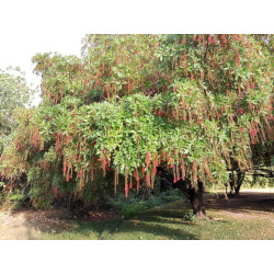 BARINGTONIA ACUTANGULA Baringtonia acutangula