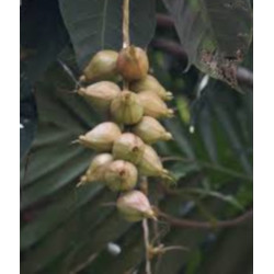 BARRINGOTNIA RACEMOSA Barringtonia racemosa