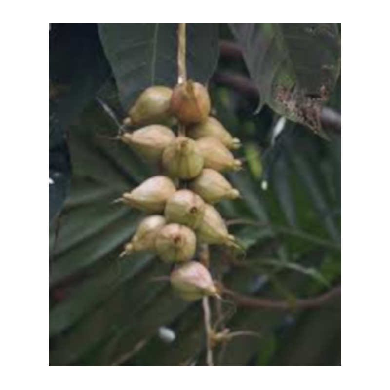 BARRINGOTNIA RACEMOSA Barringtonia racemosa