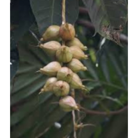 BARRINGOTNIA RACEMOSA Barringtonia racemosa