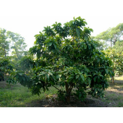 BARRINGOTNIA RACEMOSA Barringtonia racemosa