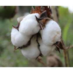 BAWEŁNA INDYJSKA Gossypium herbaceum