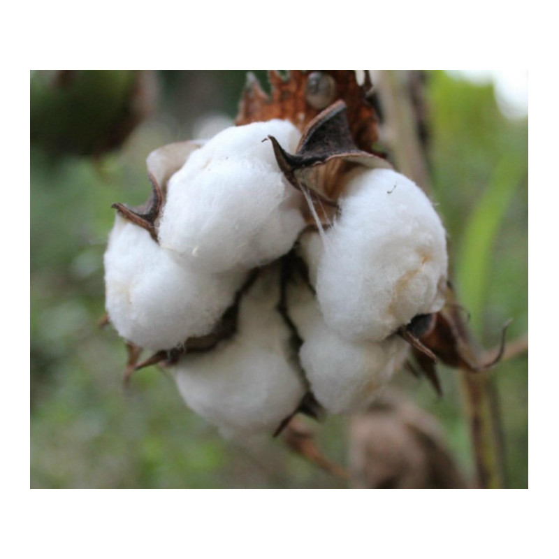 BAWEŁNA INDYJSKA Gossypium herbaceum