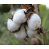 BAWEŁNA INDYJSKA Gossypium herbaceum