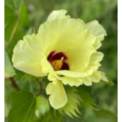 BAWEŁNA INDYJSKA Gossypium herbaceum