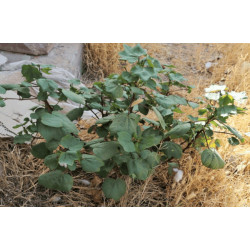 BAWEŁNA INDYJSKA Gossypium herbaceum