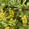 Berberis aristata