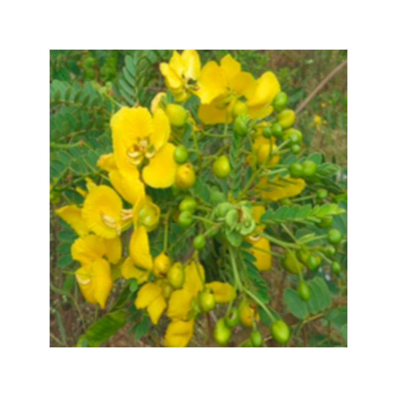 CASSIA AURICULATA Cassia auriculata