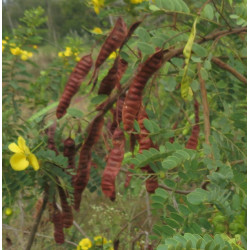 CASSIA AURICULATA Cassia auriculata