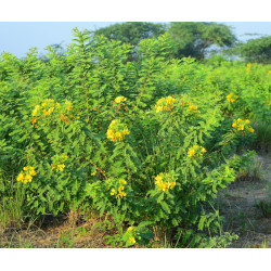 CASSIA AURICULATA Cassia auriculata