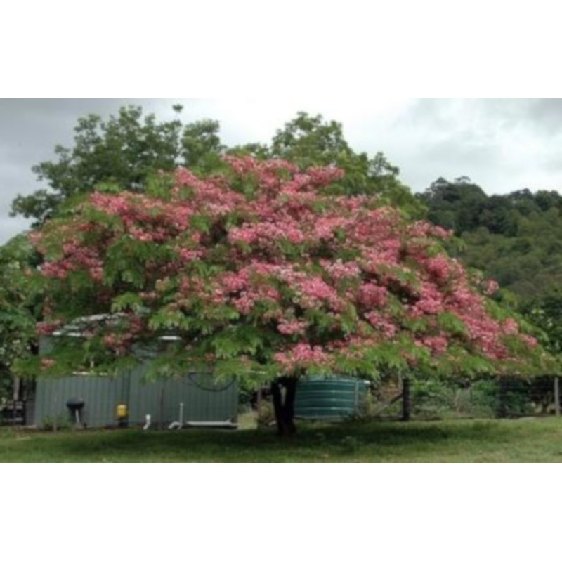 CASSIA MARGINATA Cassia marginata