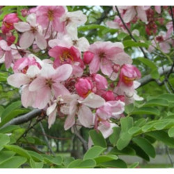 CASSIA MARGINATA Cassia marginata