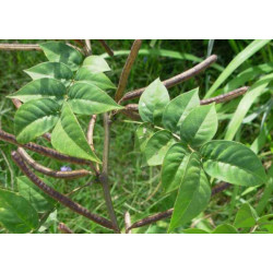 CASSIA OCCIDENTALIS Cassia occidentalis