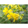 CASSIA OCCIDENTALIS Cassia occidentalis