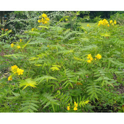 CASSIA OCCIDENTALIS Cassia occidentalis