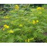 CASSIA OCCIDENTALIS Cassia occidentalis