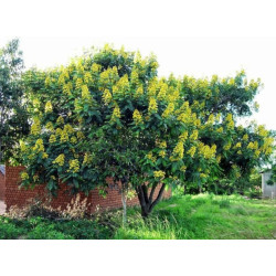 Cassia siamea
