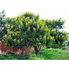 CASSIA SIAMEA Cassia siamea