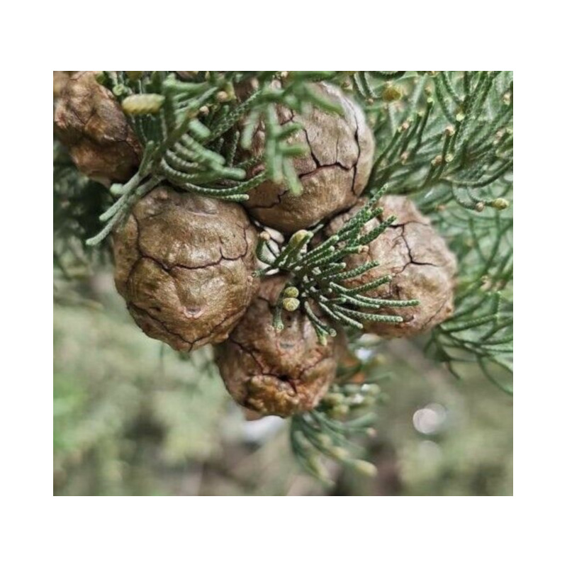 CEDR MEKSYKAŃSKI Cupressus lusitanica