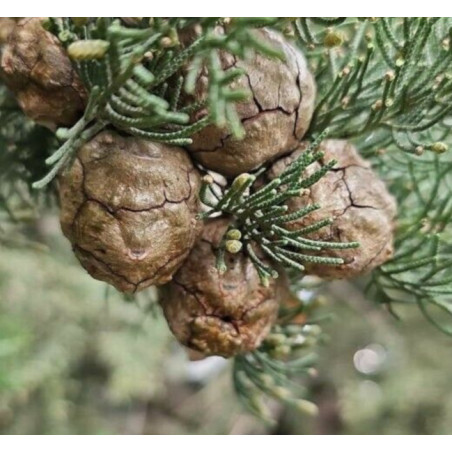 CEDR MEKSYKAŃSKI Cupressus lusitanica