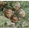 CEDR MEKSYKAŃSKI Cupressus lusitanica