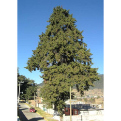 CEDR MEKSYKAŃSKI Cupressus lusitanica