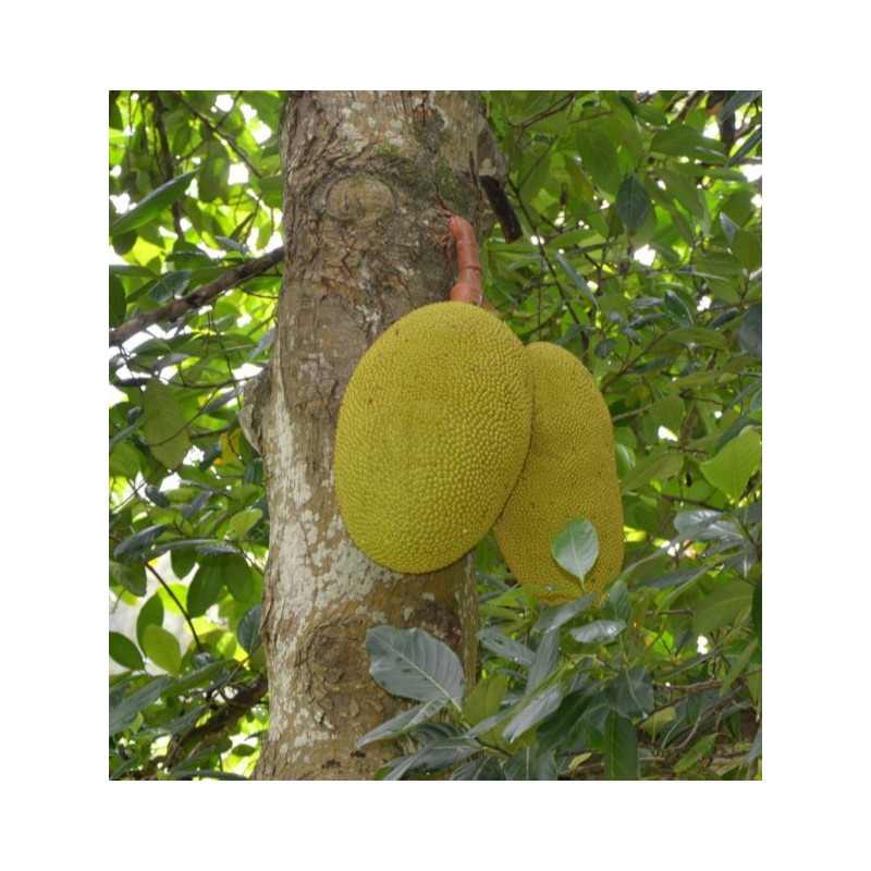 Artocarpus chaplasha