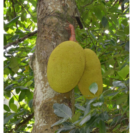 Artocarpus chaplasha