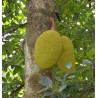 Artocarpus chaplasha