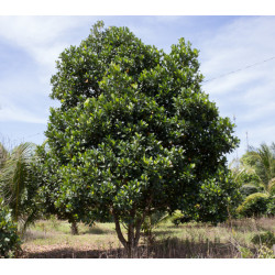 Artocarpus chaplasha