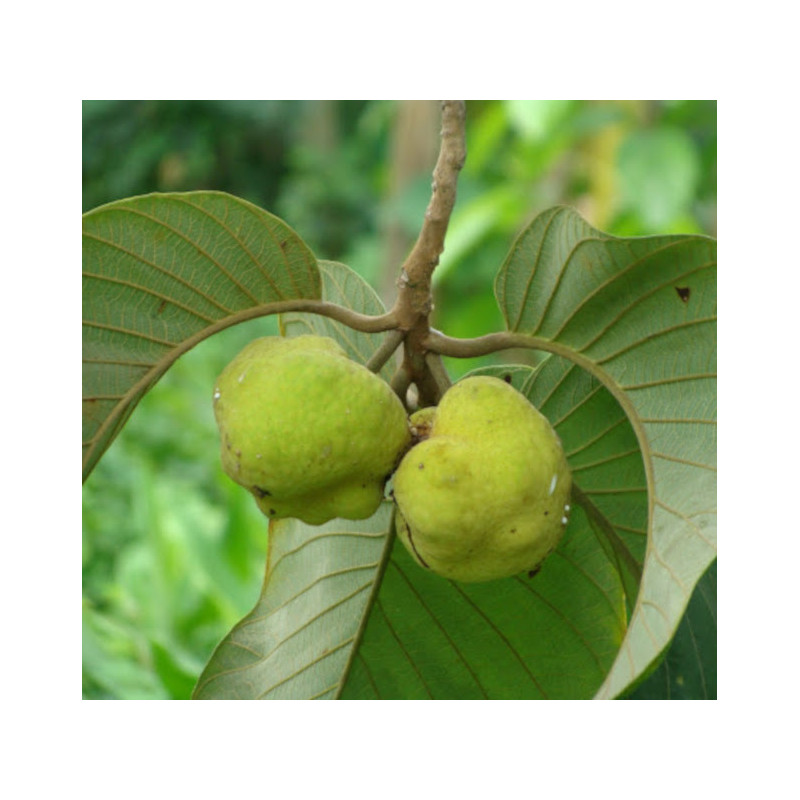 CHLEBOWIEC LAKOOCHA Artocarpus lakoocha